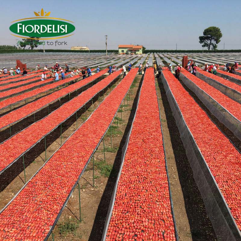 Drying tomatoes in Italy Drying tomatoes in Italy