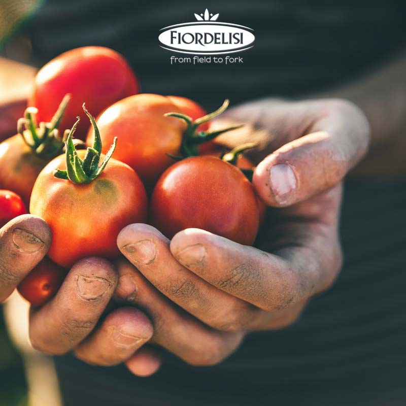 Harvest tomatoes in Italy Harvest tomatoes in Italy